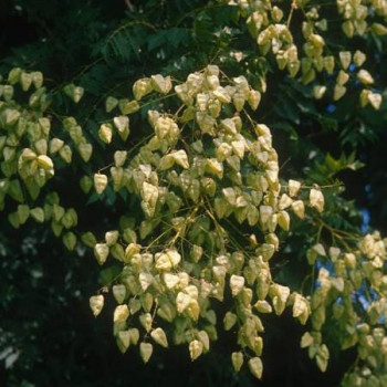 Koelreuteria paniculata 0.80 à 1 m CT 7,5 litres 