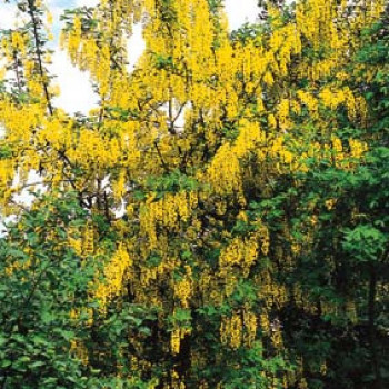 Laburnum anagyroides 0.40 à 0.60 m Cont. 