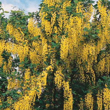 Laburnum wat. 'Vossii' 1 à 1.25 m CT 12 litres 