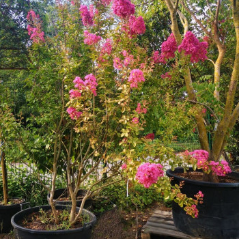LAGERSTROEMIA INDICA - ITR Tige 20/25 Cont. 