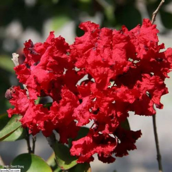 Lagerstroemia ind. 'Dynamite' (= 'whit ii') Demi-tige CT 15 litres 