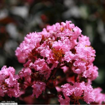 Lagerstroemia ind. 'Rhapsody In Pink' 0.40 à 0.50 m Cont. 