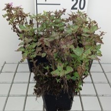Lamium mac. 'Anna Green Away'  Pot 9 
