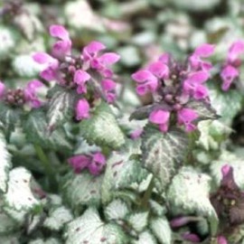 Lamium mac. 'Beacon Silver'  Pot 9 