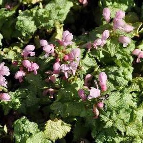 Lamium mac. 'Pink Pewter'  Pot 9 