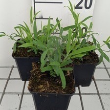 Lathyrus lat. 'White Pearl' (= 'albus')  Pot 9 