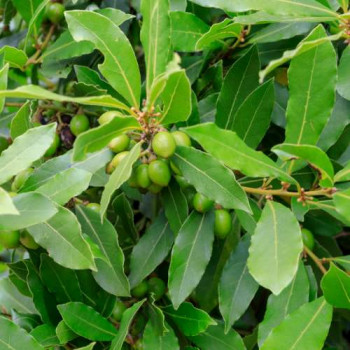 Laurus nobilis  Pot 10,5 