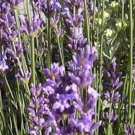 Lavandula ang. 'Dwarf Blue'  CT 1,5 litres 