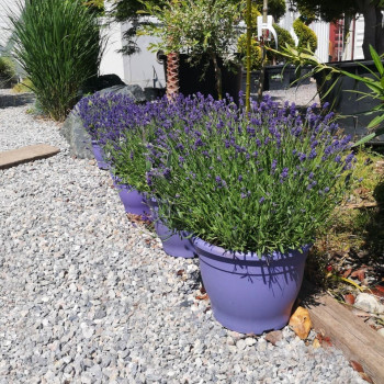 Lavandula ang. 'Essence Purple'  Pot 9 
