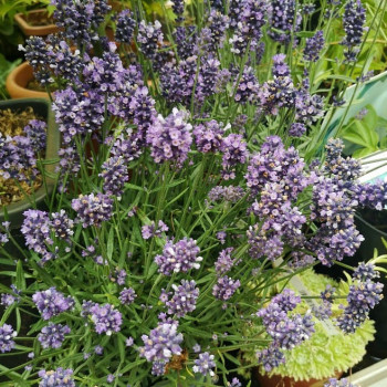 Lavandula ang. 'Hidcote'  CT 2 litres 