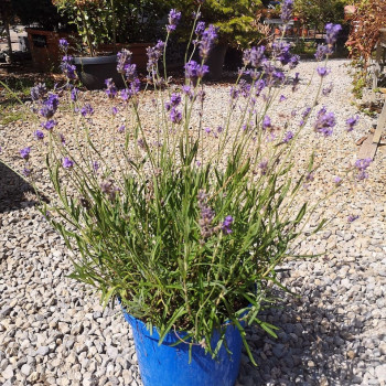 Lavandula ang. 'Munstead'  CT 2 litres 