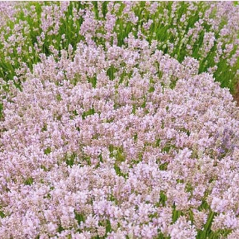 Lavandula ang. 'Rosea'  Cont. 