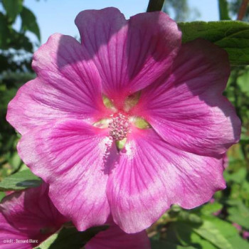 Lavatera hybr. 'Bredon Springs'  Pot 9 