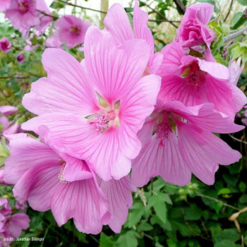 Lavatera hybr. 'Rosea' 0.25 à 0.30 m Cont. 