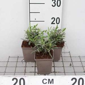 Lavandula int. 'Alba'  Pot 9 