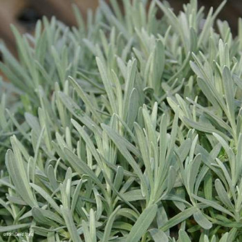 Lavandula int. 'Dutch'  CT 1,5 litres 