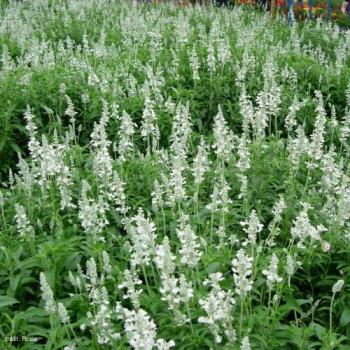 Lavandula int. 'Edelweiss'  Cont. 