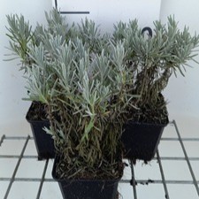 Lavandula int. 'Grappenhall'  Pot 9 