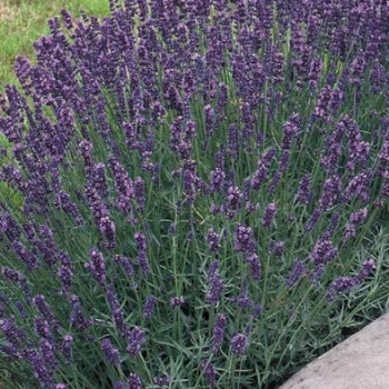 Lavandula int. 'Grosso'  CT 1,5 litres 