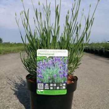 Lavandula int. 'Phenomenal'® (niko)  Pot 9 