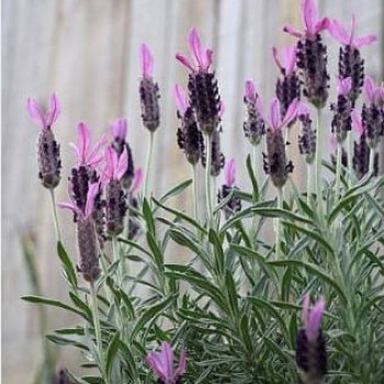 Lavandula stoech. 'Pedunculata' (=papillon)  Cont. 