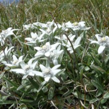 Leontopodium alpinum (= edelweiss)  Pot 9 