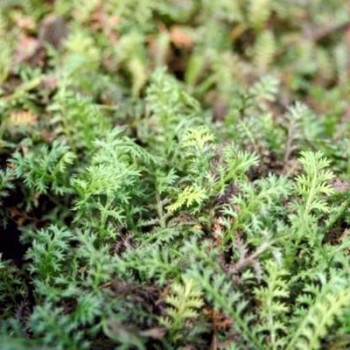 Leptinella potentillina (= cotula pot.)  Pot 9 