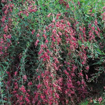 Lespedeza thunbergii (= desmodium pend.) 0.40 à 0.50 m Cont. 