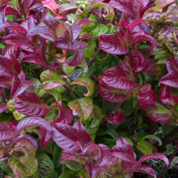 Leucothoe axillaris 'Curly Red'® 0.20 à 0.30 m Cont. 
