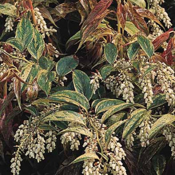 Leucothoe font. 'Rainbow' (= walt. 'rainbow') 0.20 à 0.30 m Cont. 