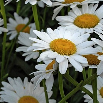 Leucanthemum (m) 'Polaris'  Pot 9 
