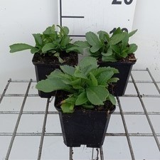 Leucanthemum (s) 'Becky'  Pot 9 