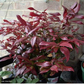 Leucothoe 'Scarletta' (= 'zeblid') 0.20 à 0.30 m Cont. 