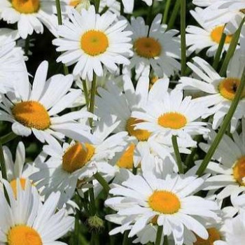 Leucanthemum (s) 'Silberprinzesschen'  Pot 9 