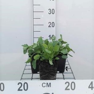 Leucanthemum vulgare (= chrysanth. leucanth.)  Pot 9 