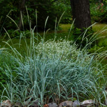 Leymus arenarius 'Blue dune' ( glaucus)  Pot 9 