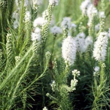 Liatris spic. 'Floristan Weiss'  Pot 9 