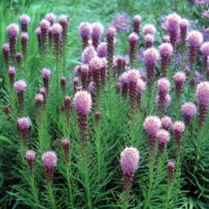 Liatris spic. 'Kobold'  Pot 9 