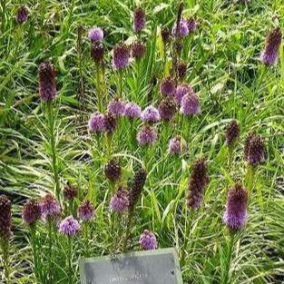 Liatris spicata  Pot 9 