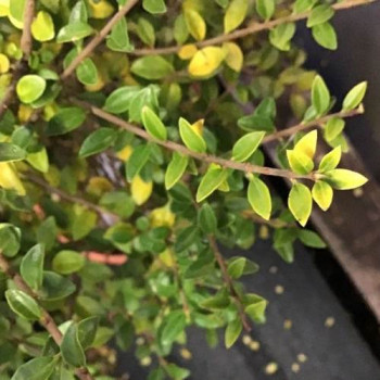 Ligustrum delavayanum (=ionandrum)  CT 36 litres pompon plat 