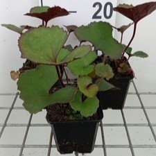 Ligularia dent. 'Midnight Lady'  Pot 9 