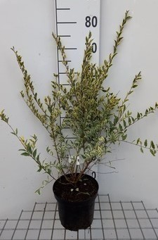 Ligustrum ibota 'Musli'® 0.20 à 0.30 m CT 