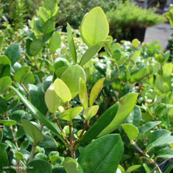 Ligustrum jap. 'Texanum'  CT 18 litres espalier 