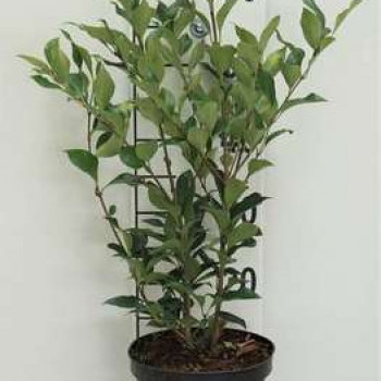 Ligustrum jap. 'Green Century' 0.40 à 0.50 m Cont. 