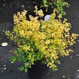 Ligustrum oval. 'Lemon And Lime' 0.25 à 0.30 m Cont. 