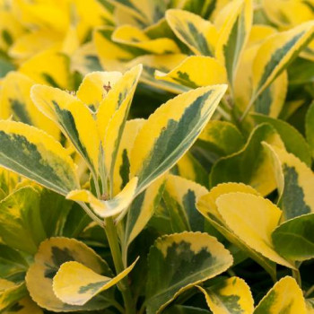 Ligustrum oval. 'Aureum' 0.60 à 0.80 m Cont. 