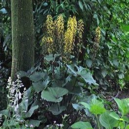 Ligularia sten. 'The Rocket'  Pot 9 