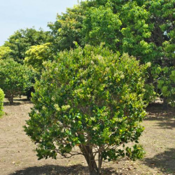 Ligustrum japonicum 0.80 à 1 m CT 10 litres 
