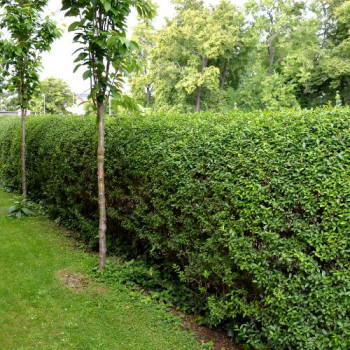 Ligustrum ovalifolium 0.60 à 0.80 m CT 