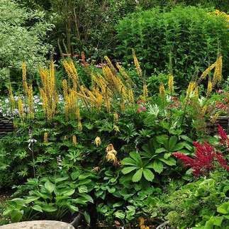 Ligularia przewalskii  Pot 9 